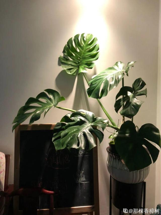 适合卧室养的花，卧室适合养什么花（卧室养4种花）