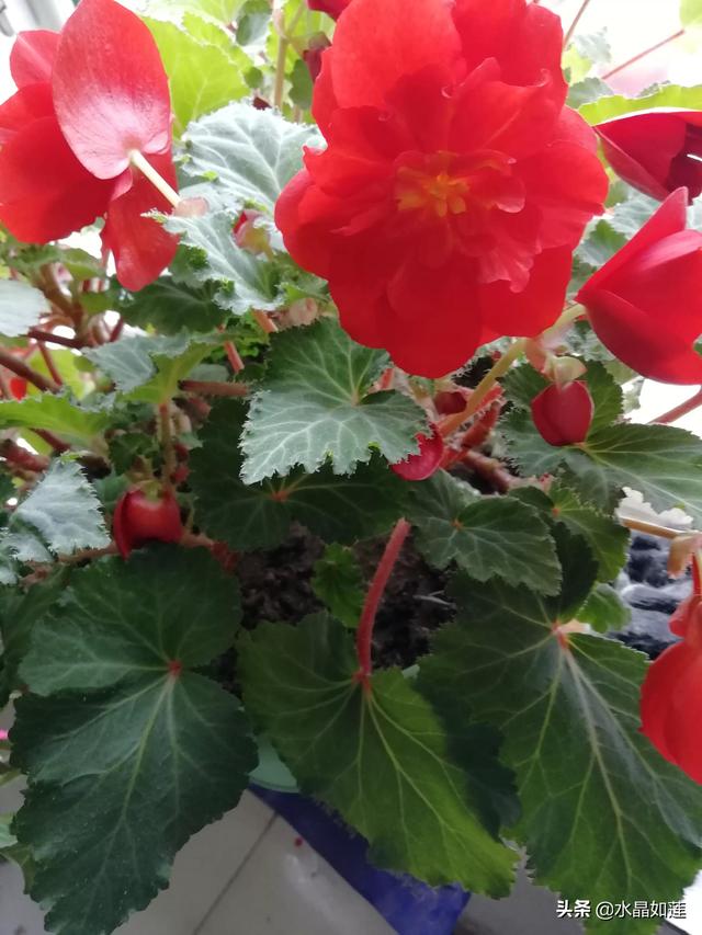 10种代表春天的动物，春天的动物有哪些（塞北动植物们话辛丑牛年时节）