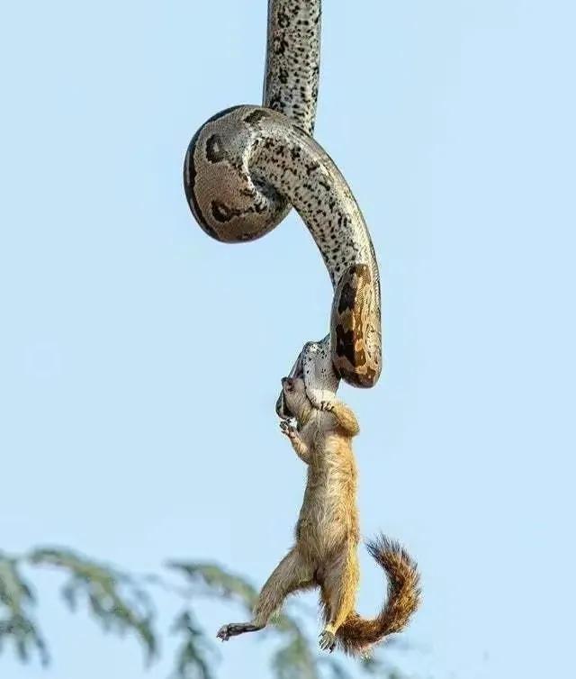 海母和水母区别，海母和水母图片大全（罕见的36张照片）