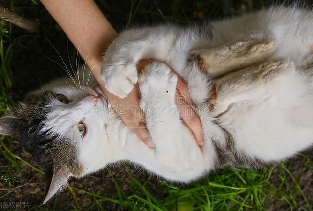 被猫抓了怎么处理，被猫咪抓伤后该怎么处理（被猫抓伤，该怎么处理为好）