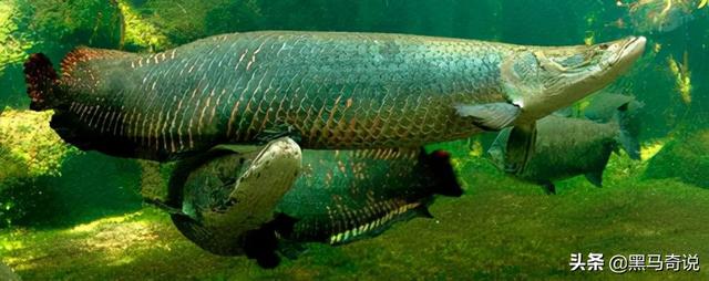 世界上最恐怖的鱼类是什么，世界上最恐怖的鱼是什么鱼,排行榜（十大恐怖生物告诉你）