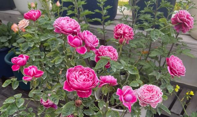 梦露和艾莎月季的区别，月季梦露百科（12种大花月季）