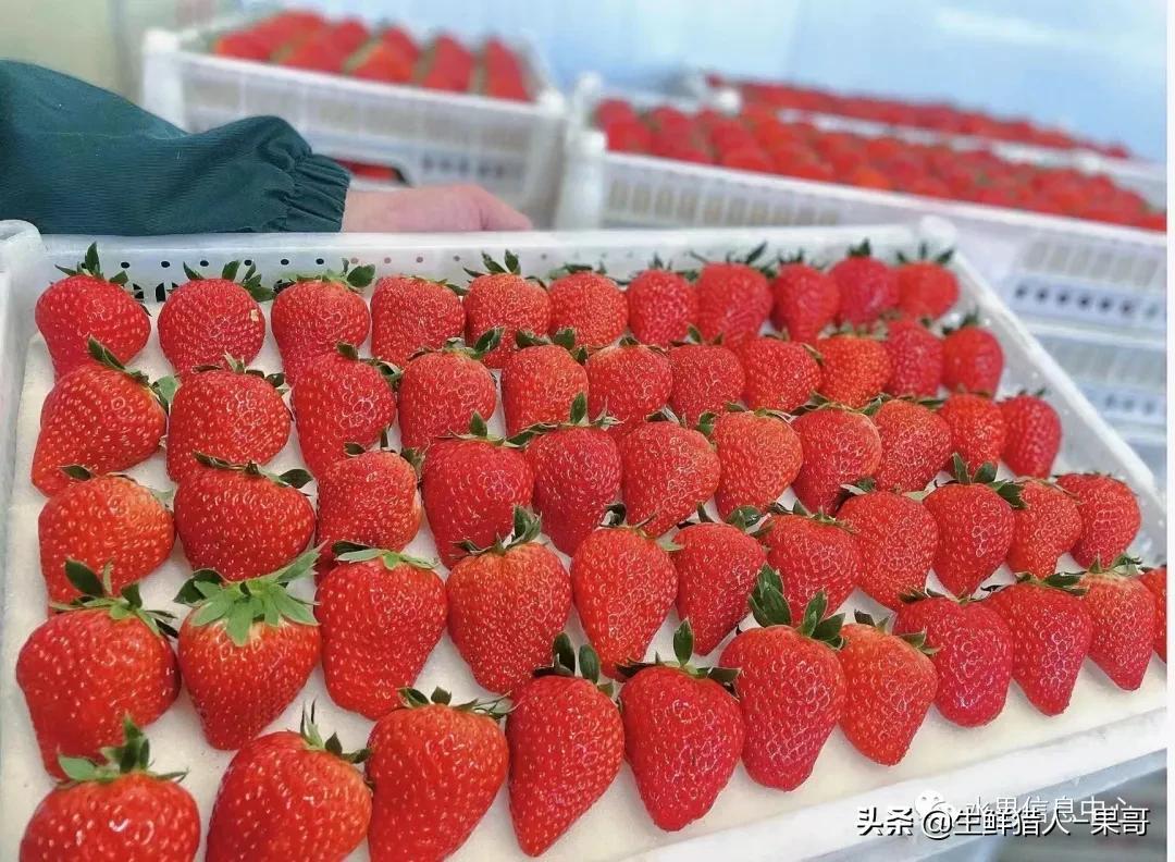 浆果是什么，浆果是什么软件（不同水果的不同包装<浆果篇>）