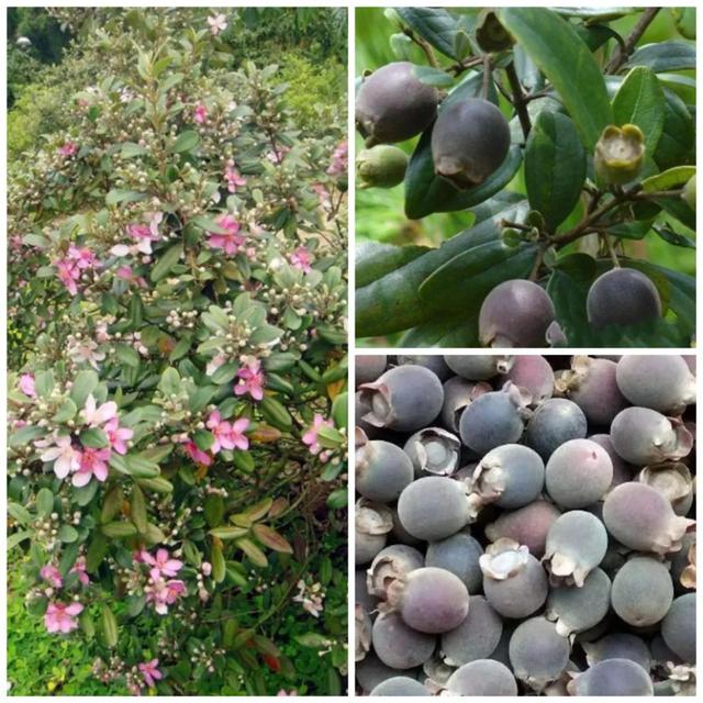 鸡嗉子果泡酒方法，泡鸡子酒处方（儿时的回忆）