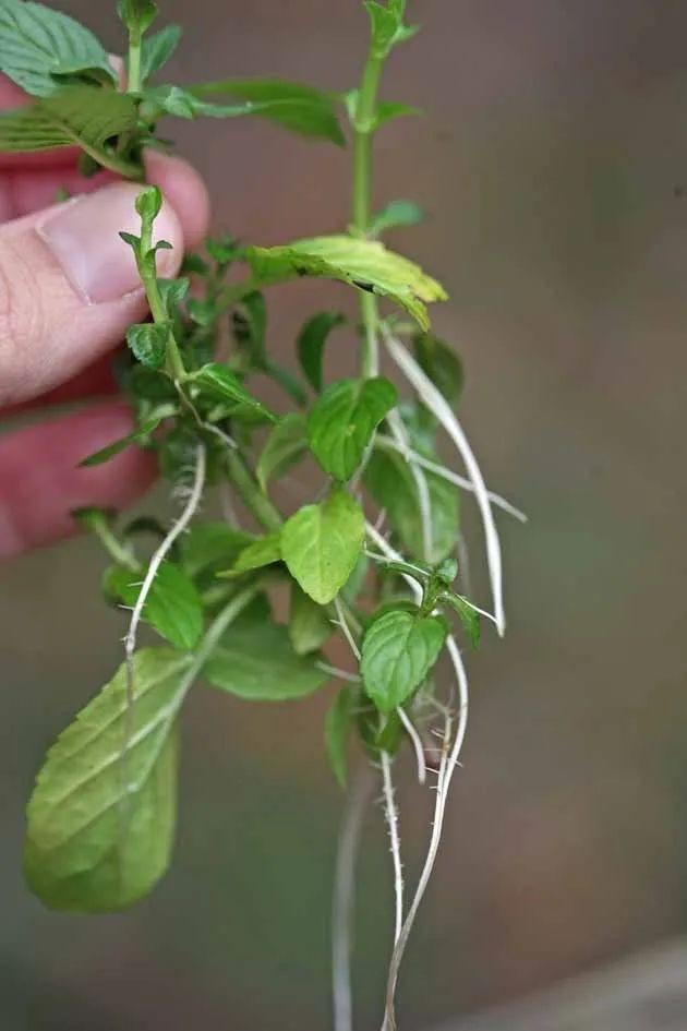 常用盆栽水生植物，“3种”绿植可水培