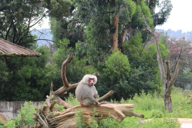 下雨了动物们都有什么样的表现，动物在下雨前有哪些表现（动物园里动物们都在干嘛）