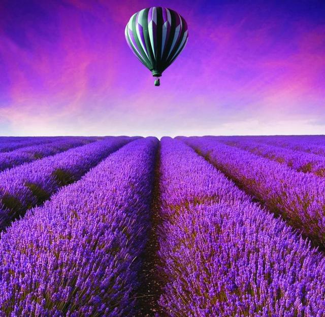 比较有个性一点的花花语，花语是个性的花（十大浪漫花语）