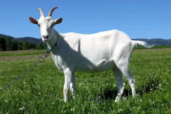 属羊的属相婚配大全，属羊的属相婚配表（属羊最不喜欢自己的什么）