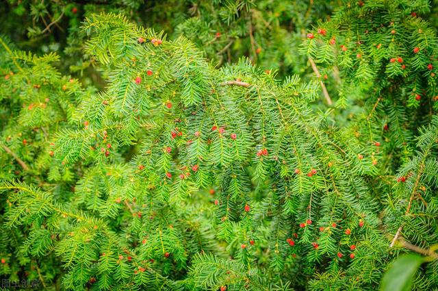 红豆杉的功效与作用，红豆杉的功效与作用及副作用（国家一级珍稀濒危植物）