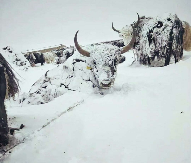 雪地里的动物图片，雪地里可爱的动物（“白灾”为何会让东北虎受灾）