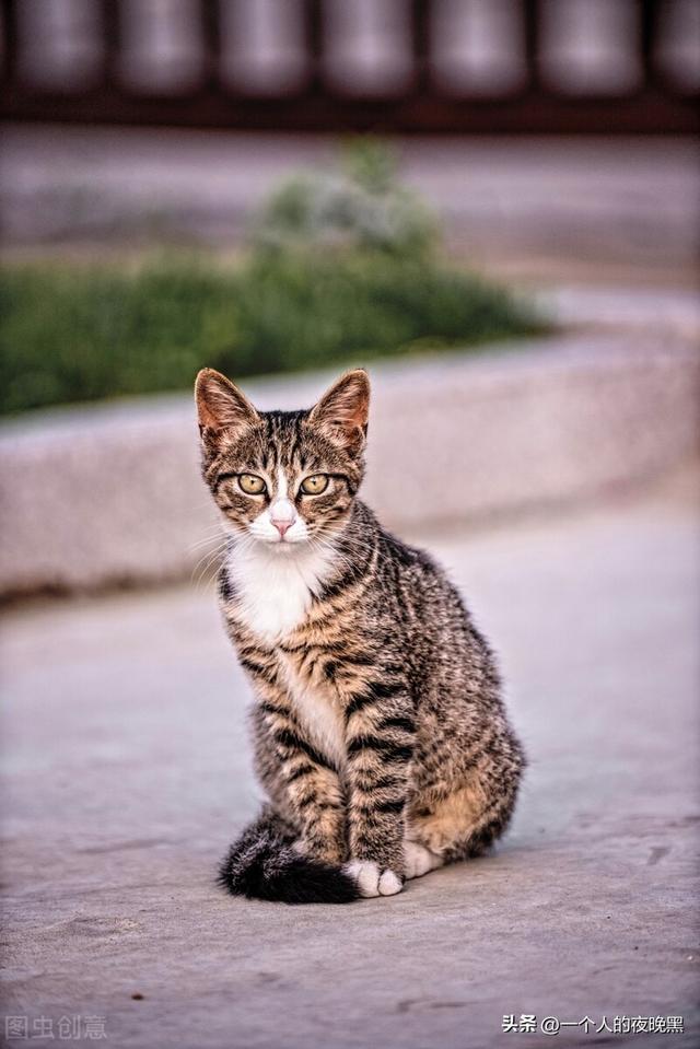 矮脚猫曼基康怎么养，曼基康矮脚猫（<新手养猫不会选品种的看过来>）