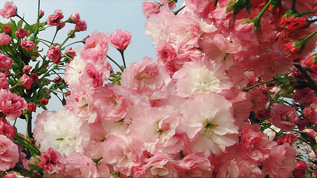 白色樱花的寓意，花语：生命、热烈、纯洁、高尚