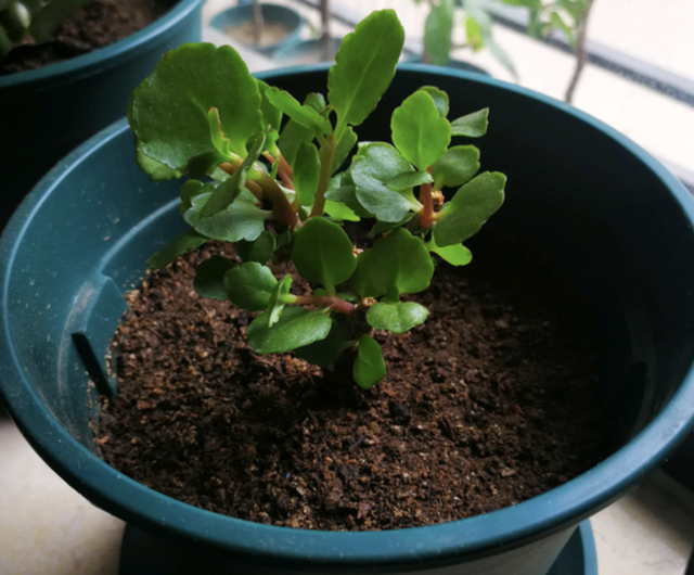 金枝玉叶花语是什么，玉叶金花的花语（“家有6种花）