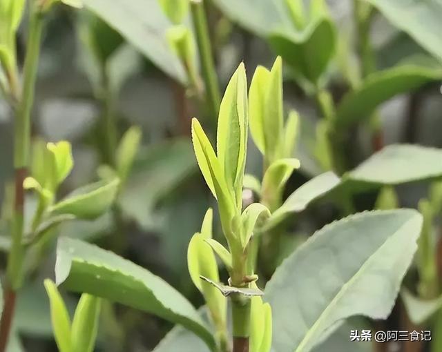 秋天喝什么茶好，秋天喝什么茶（这3款茶名列前茅）