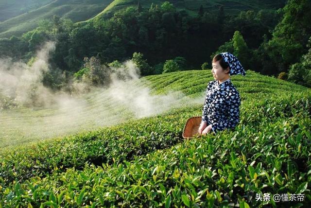 边销茶是什么，边销茶的质量怎么样（那是你没喝过这些顶级好茶）