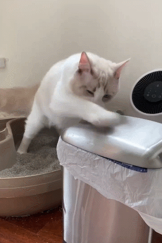 布偶猫和蓝猫各自有什么特点，蓝猫好还是布偶猫好（“英短”和“布偶”哪个好）