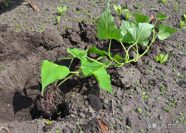 地瓜种植时间方法及管理，地瓜的种植技术与管理（农民说最迟不过“芒种”节气）