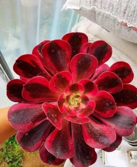 多肉花怎么养，多肉花怎么养才能爆盆（冬天夏天都很美）