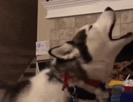 狼叫是什么意思，在狼群中学会狼叫是什么意思（狗子为何总发出“狼叫”声）