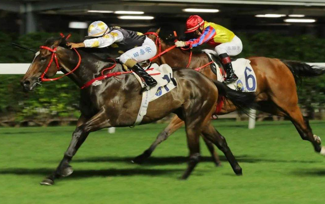 麝香的营养价值，麝香具有什么功效（价值贵重的5种生物体液盘点）