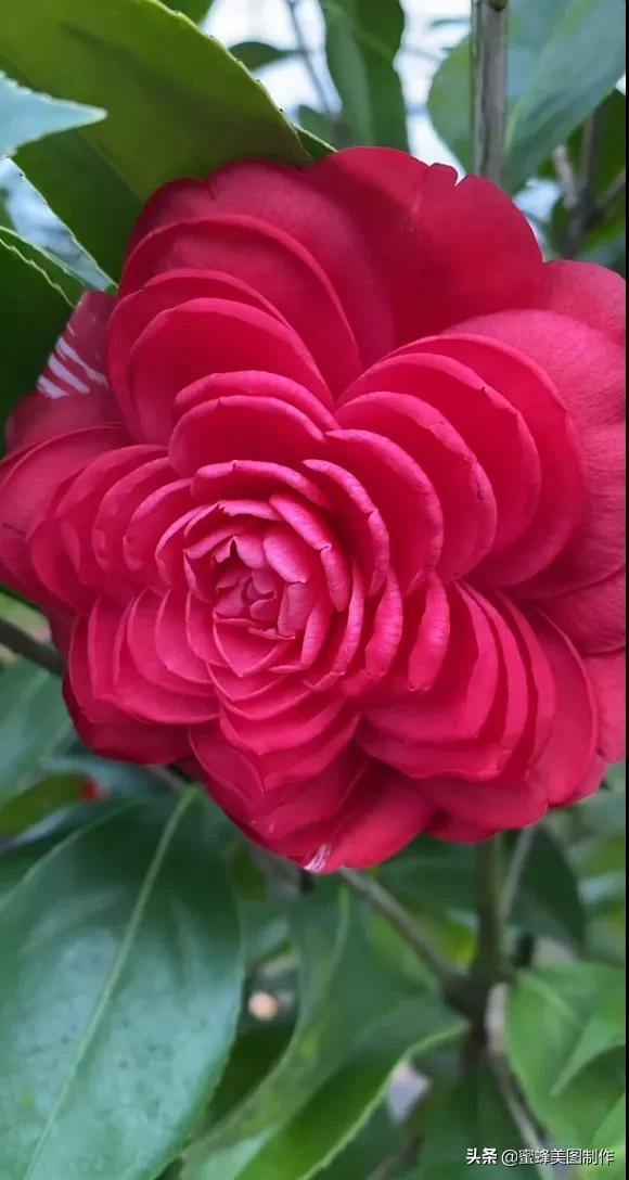 适合发心情的图片   赏图愉快哦:），关于发心情的图片（鲜艳欲滴的花朵）