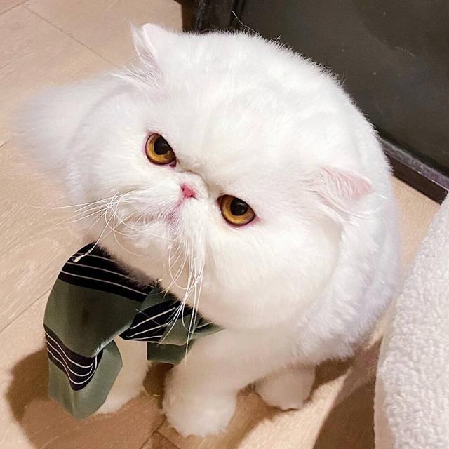 饲养猫咪的正确方法，饲养猫咪的注意事项（30条猫咪饲养知识合集）