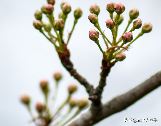 农村100种野菜图片，农村100种常见野菜（让你轻松认识各种野菜和吃法）