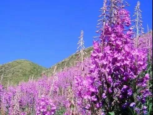 浪漫唯美昵称，浪漫唯美昵称男生（紫色花海梦幻般迷人）