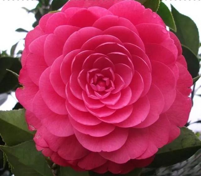 春天的花代表，春天的花代表什么（<一>君子兰、杜鹃、茶花、梅花、长寿花）