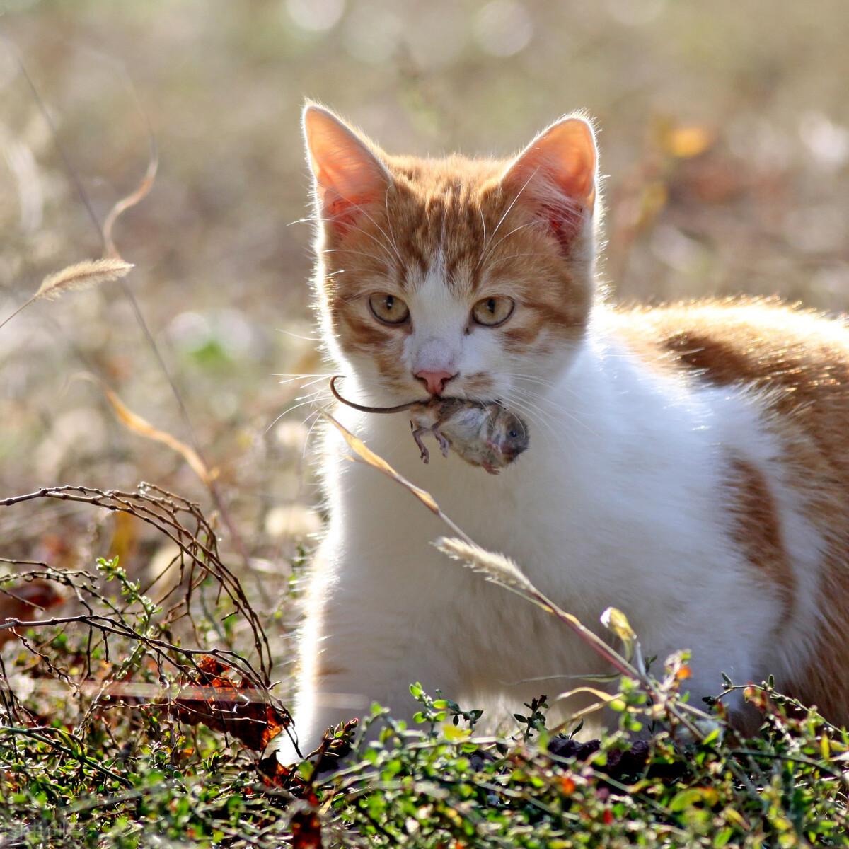 猫的耳朵能转多少度 猫的耳朵可以翻过来?