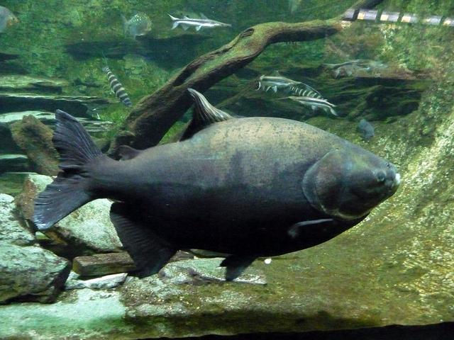 拖羅魚是什麼魚,拖羅刺身是什麼魚(柳州一公園驚現