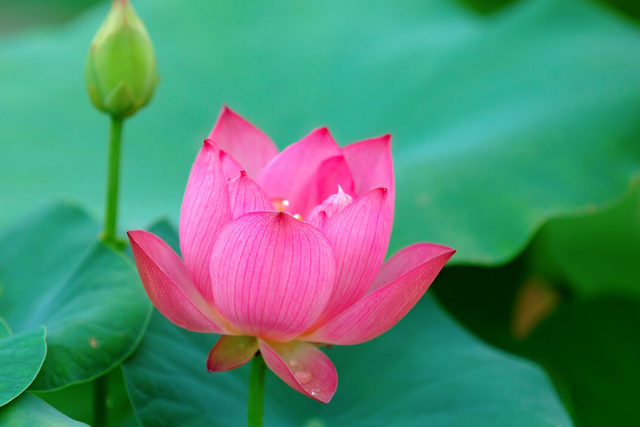 赞美桃花的词句，赞美桃花的短句（带我们走过美不胜收的一年四季）