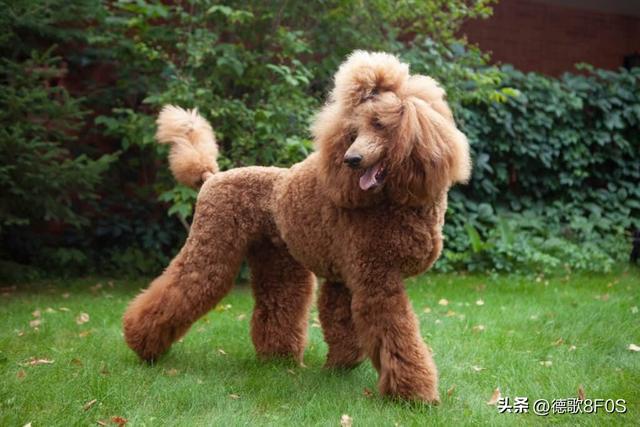 狗狗排行榜之“最可爱”的几种狗，种最可爱的泰迪熊犬种