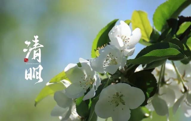 清明诗句大全，《清明》的诗句（十二首清明的诗词）