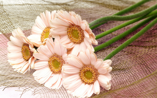 4月份是什么星座，6月份是什么星座（创造出令人羡慕的成绩）