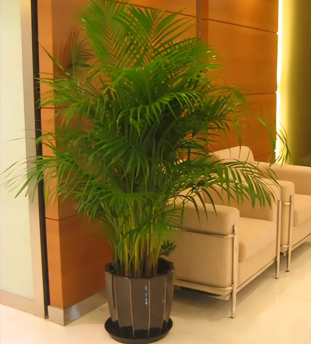 家养大叶藤蔓花，6种大叶花,家里放一盆,高档大气,喜庆吉祥空气好