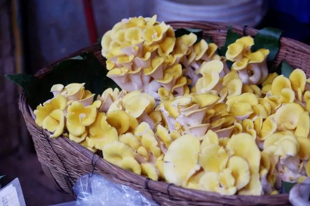 云南最好吃的野生菌在哪，中国最浪漫城市非她莫属