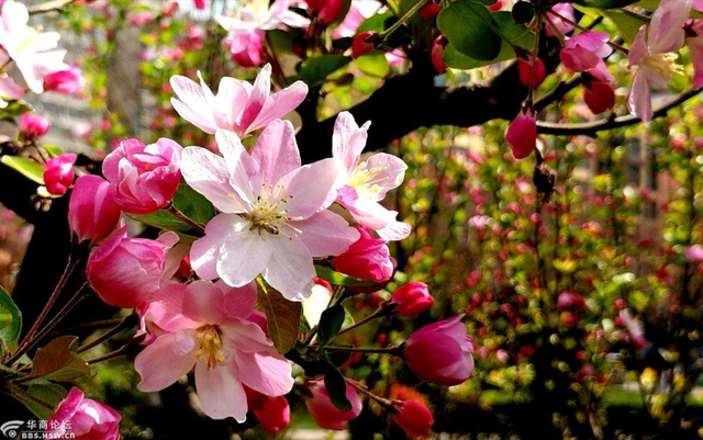 桃花开花时间,桂花开花时间(想3秒内分辨桃花,樱花,杏花,梅花,梨花