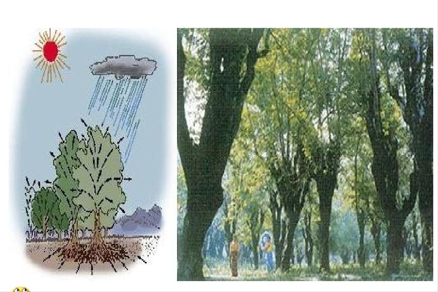 世界上最高的树，世界上最高的树排名（盘点世界最高的5棵巨树）