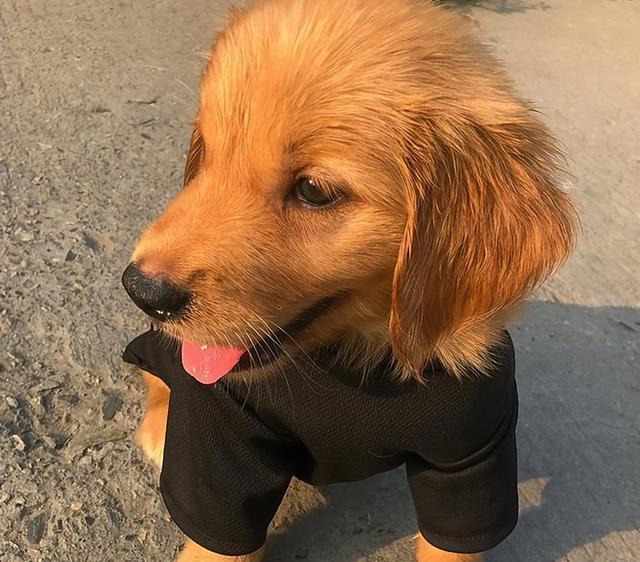 最不忠心的五种狗，最忠心的五种狗（最“忘恩负义”的5种狗）