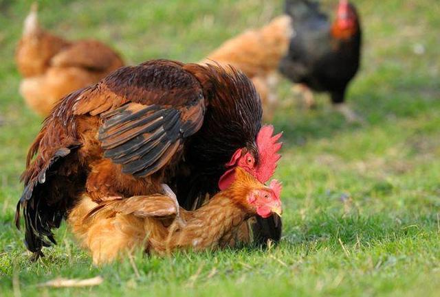鸡是怎么受精的，鸡是如何受精的（是怎么跟母鸡交配完成繁衍的）