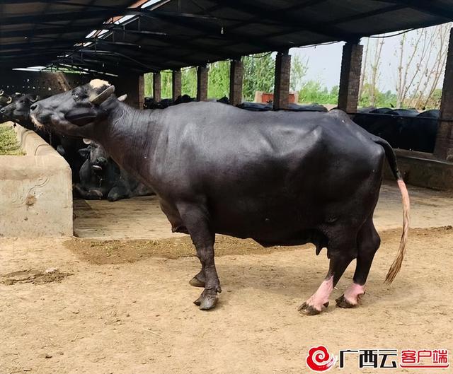 中国水牛的简介，中国水牛的简介和图片（广西水牛研究所成功延续巴基斯坦20岁高龄超级水牛种源）