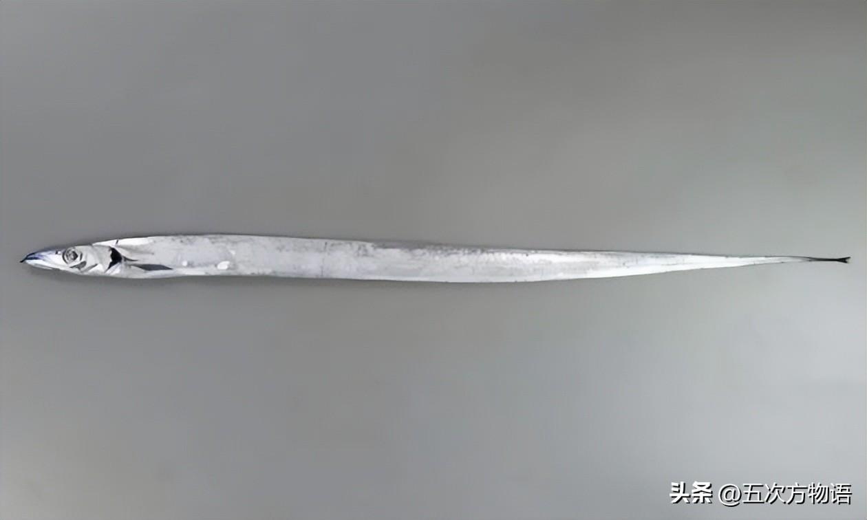 中国近海常见带鱼种类图鉴大全，高清图片展示各类带鱼形态特征与分布区域