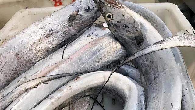 黄花鱼是深海鱼吗，带鱼黄花鱼是深海鱼吗（菜市场看见千万别手软）