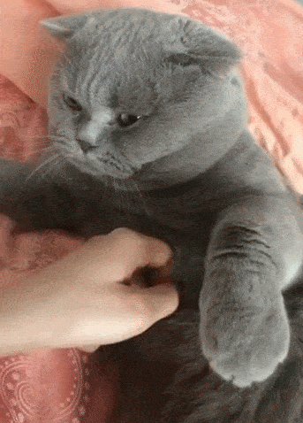 英短蓝猫容易生什么病，蓝猫“遗弃率高”不是没有道理