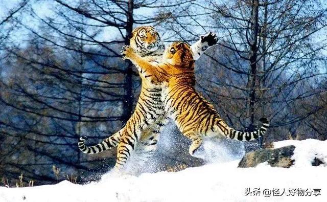 哈尔滨景点十大排名，十大著名哈尔滨景点排行榜（哈尔滨热门景点TOP6推荐）