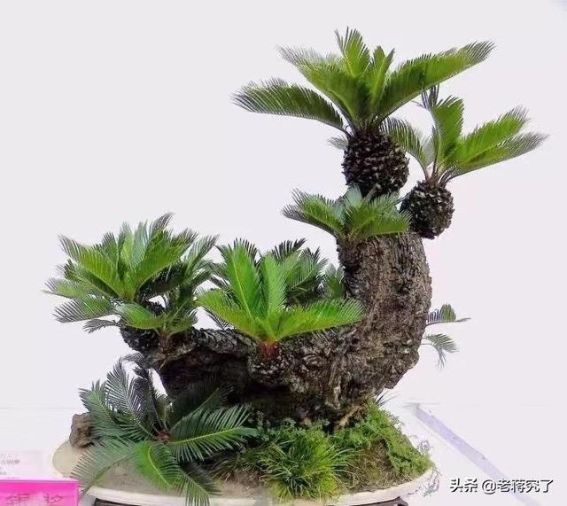 怎样养好吉祥如意花，怎样养好吉祥如意花盆栽（有“吉祥如意”、“长寿富贵”寓意的植物苏铁）