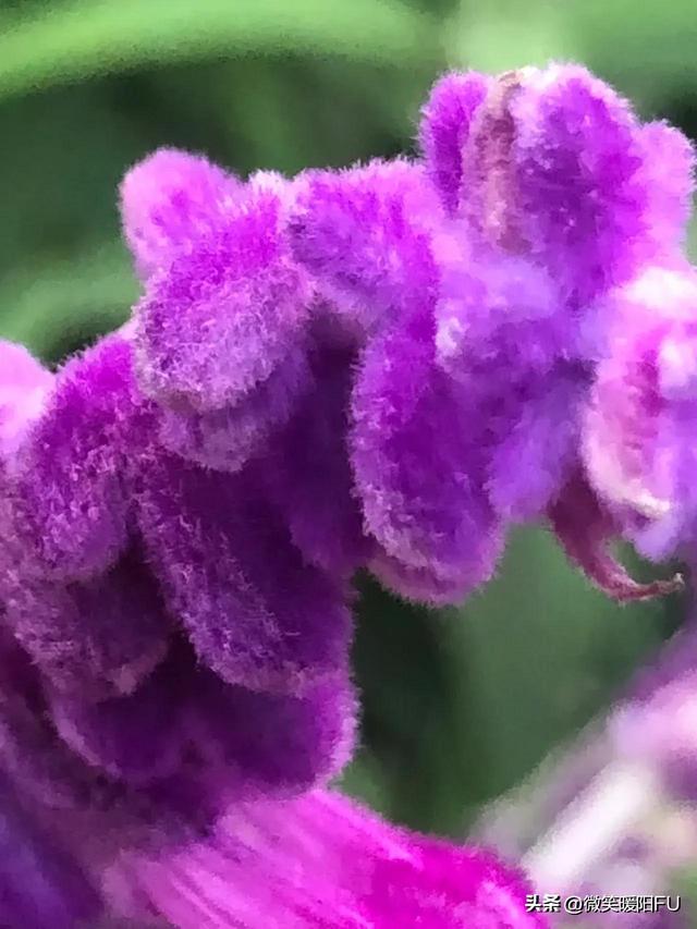 鼠尾草的花语，毛绒绒的墨西哥鼠尾草