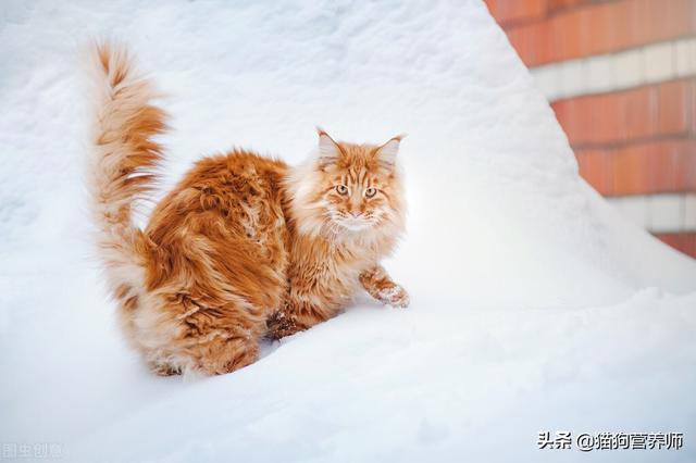 猫间歇性轻微发抖是怎么回事，猫咪间歇性发抖（猫咪身体抖动有三个原因）