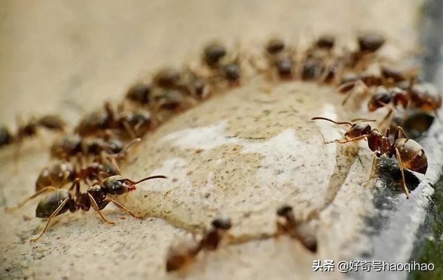 hetui是什么意思网络用语，吐痰表情包 微信（蚂蚁也会“刷朋友圈”）